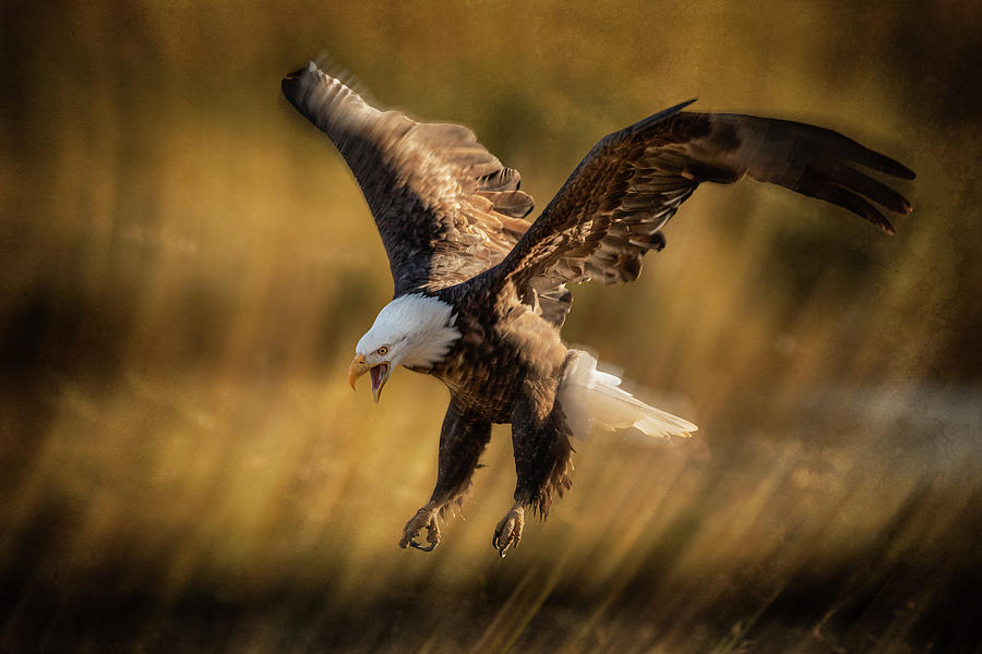 The Eagle is Landing Photograph by Manpreet Sokhi