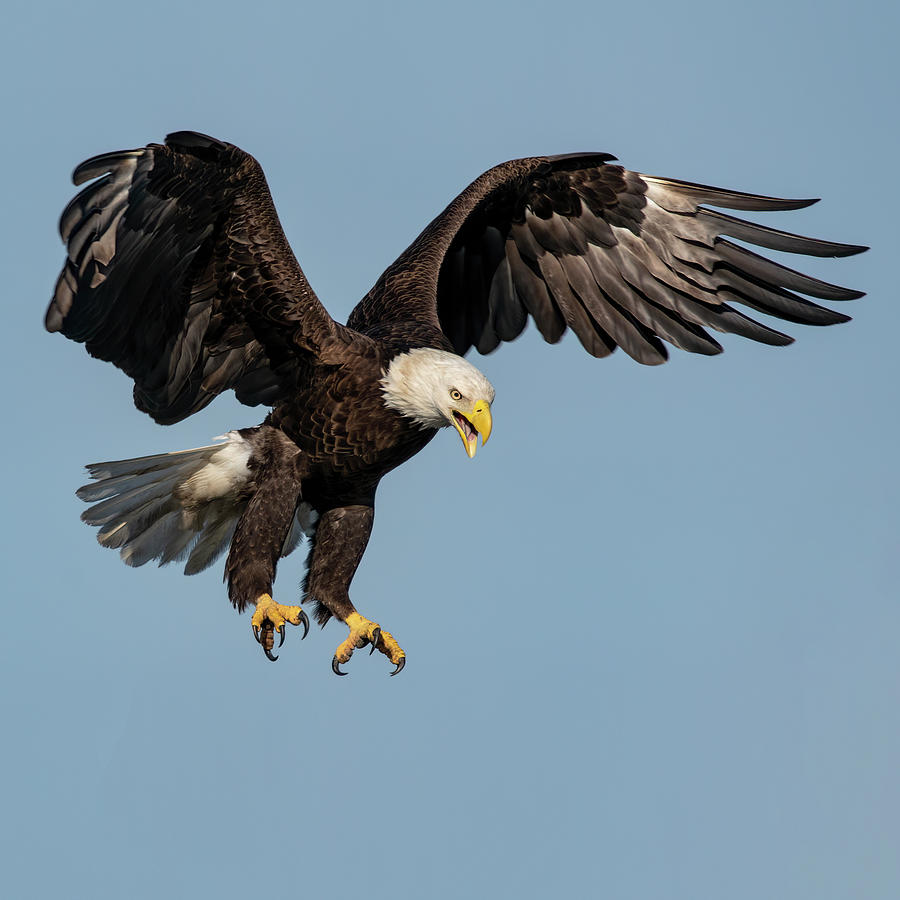 The eagle is landing Photograph by Terri Watkins - Fine Art America