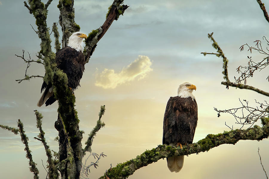 The Eagle Pair Photograph by Jeanette Mahoney