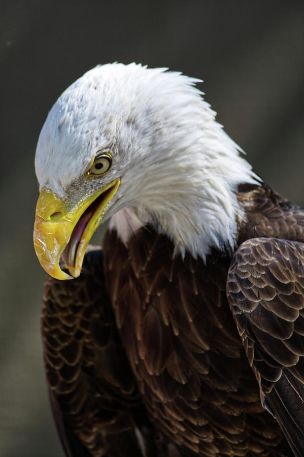 The Eagle Photograph By Peter Zielinski - Fine Art America