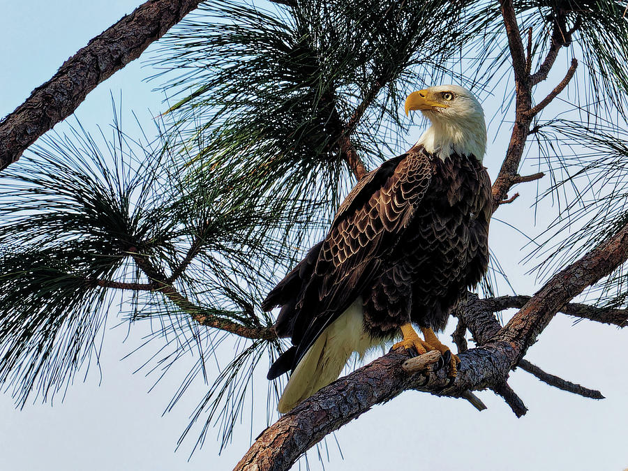 The Eagle Photograph by Ron Dubin