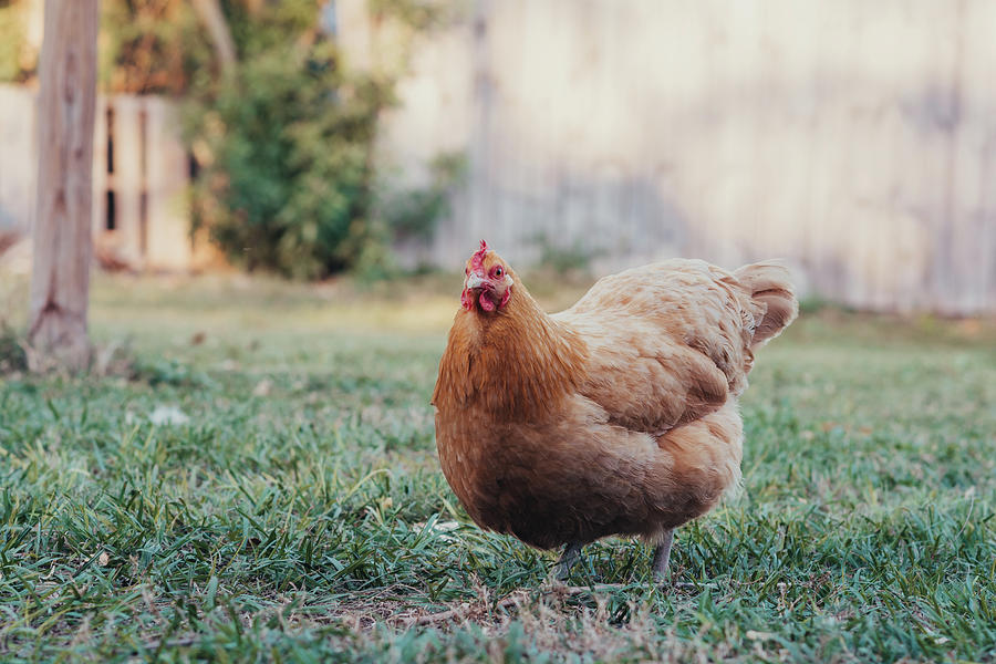 The Early Bird Photograph by Amy Reilly - Fine Art America