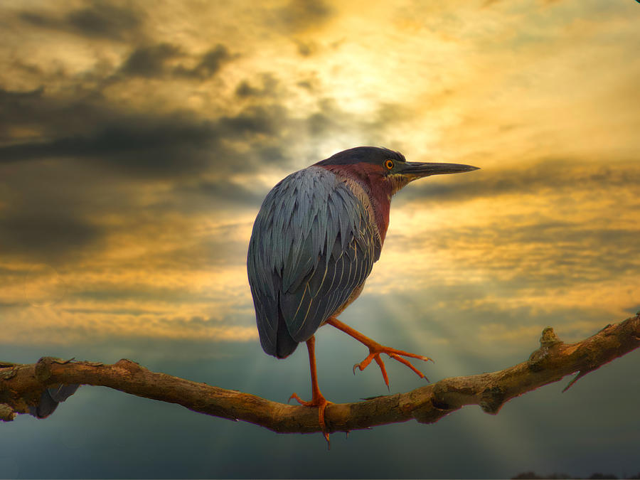 The Early Bird Photograph by Jack Wilson