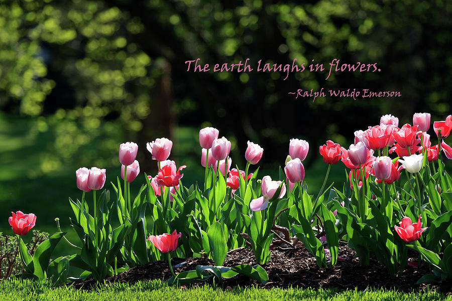The Earth Laughs Photograph by Karen Lee Ensley