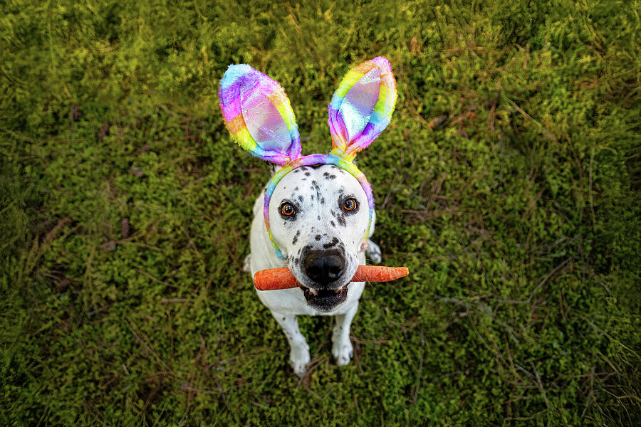 A Wanna Be Bunny Photograph by Diane Moller A Wanna Be Bunny Photograph by Diane Moller