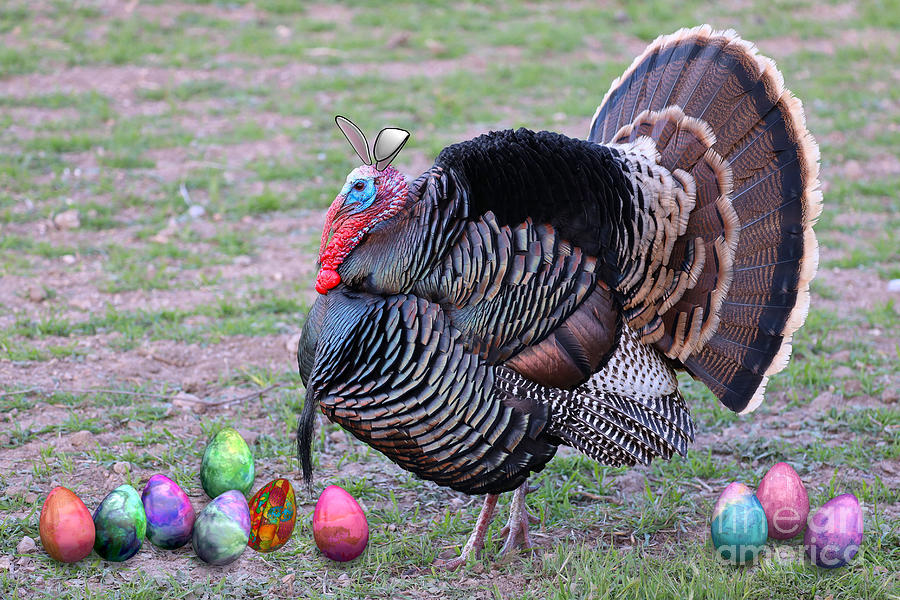 The Easter Turkey Photograph by Vivian Krug Cotton