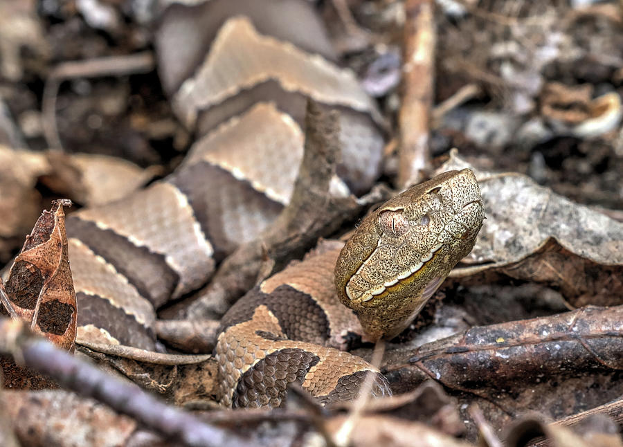 The Eastern Copperhead Photograph by JC Findley