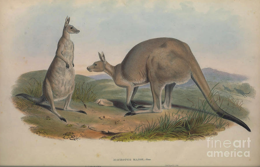 The eastern grey kangaroo Macropus giganteus c5 Drawing by Historic Illustrations