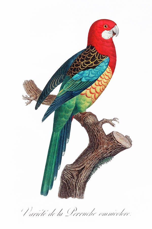 Parakeet Drawing - The Eastern Rosella by Francois Levaillant