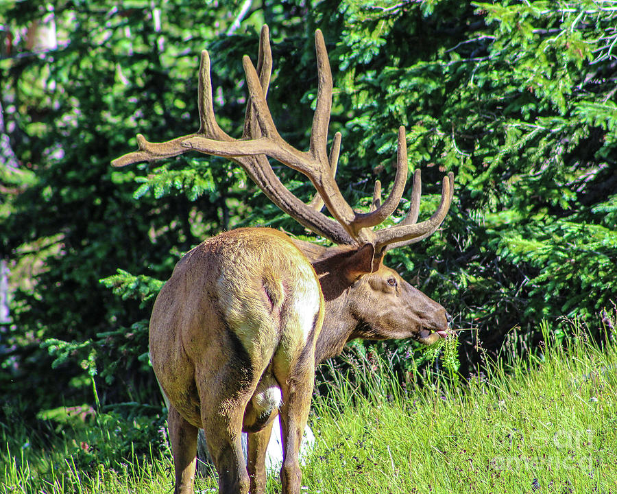 Elk Eating Photograph By Shirley Dutchkowski - Fine Art America