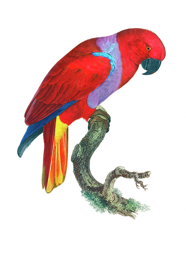 Parrot Drawing - The Eclectus Parrot by Francois Levaillant