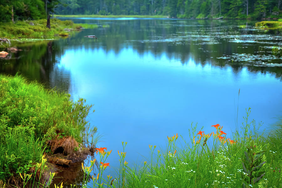 The Edge of Fly Pond Photograph by David Patterson