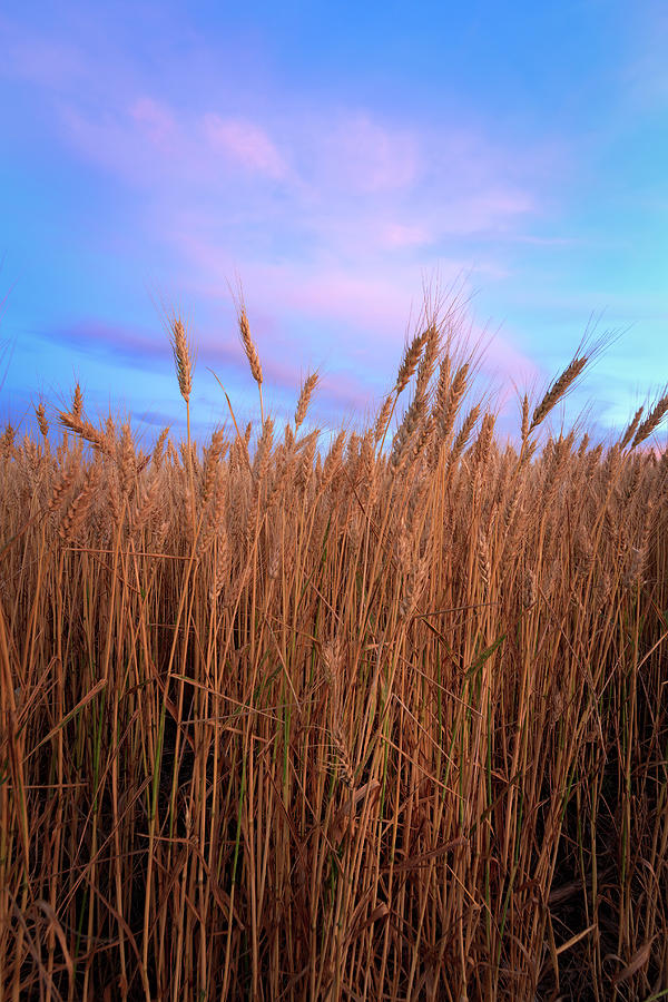 The Edge of the Wheat Field Photograph by Scott Bean