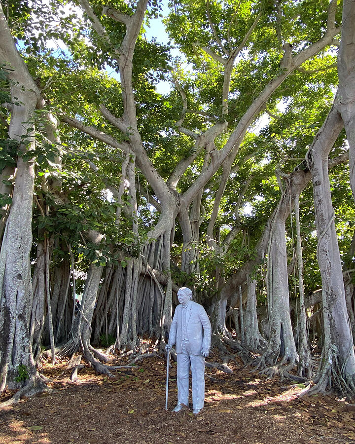The Edison Banyan Tree Photograph by David T Wilkinson
