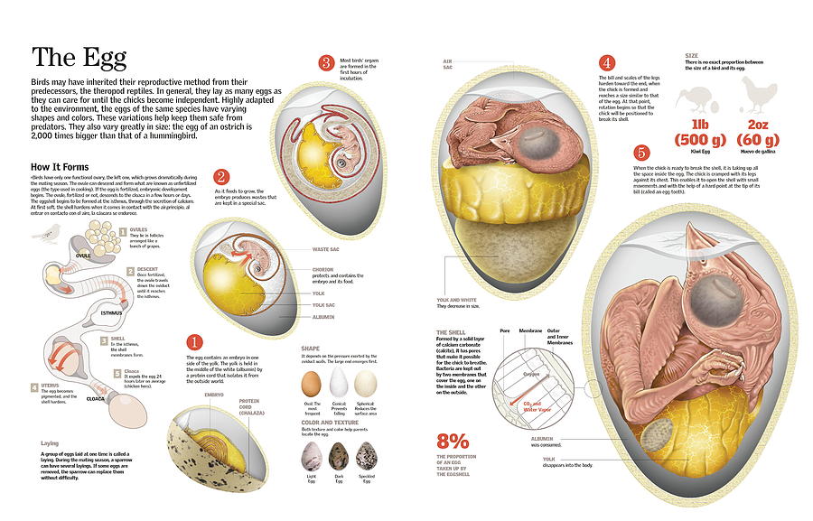 The egg Digital Art by Album