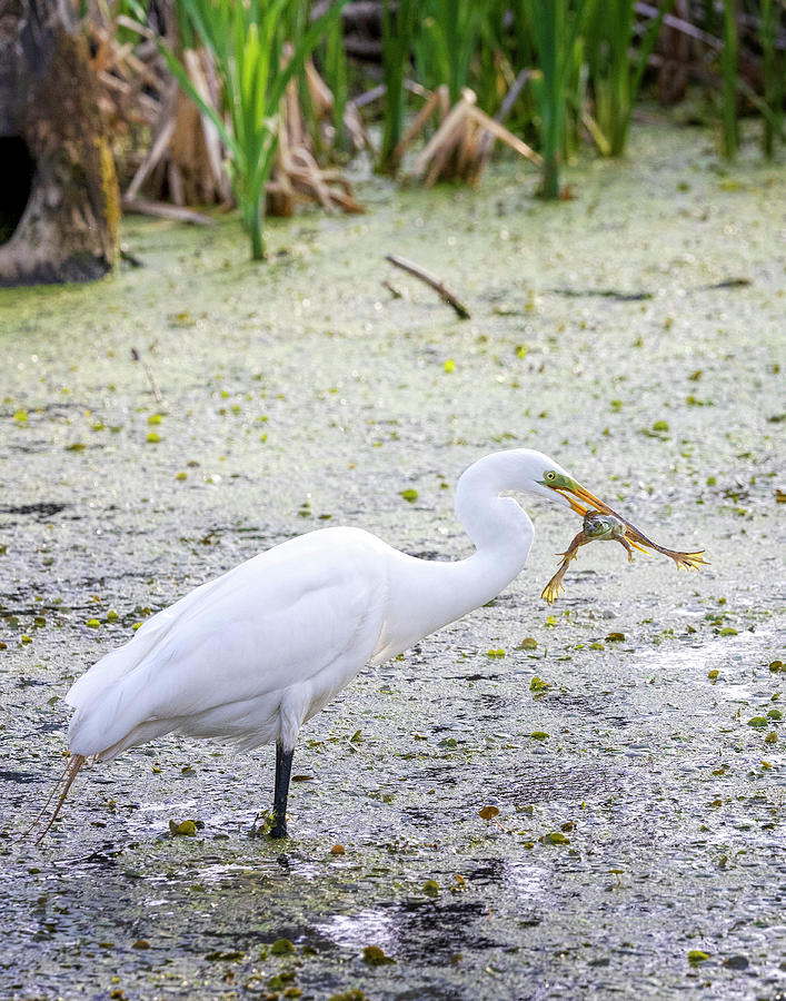 The Egret and the Frog Photograph by Deborah Penland