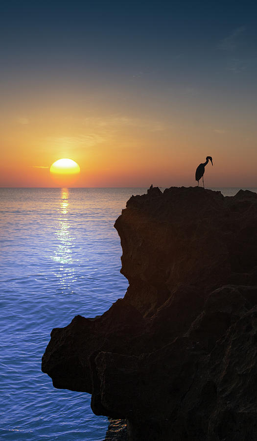 The Egret and the Sea Photograph by Mark Andrew Thomas
