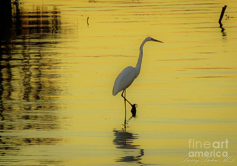 The Egret Photograph by Barry Bohn