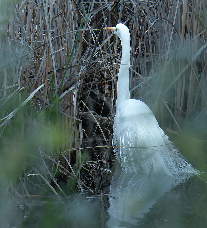 The Egret Bride Photograph by Jim Wilce