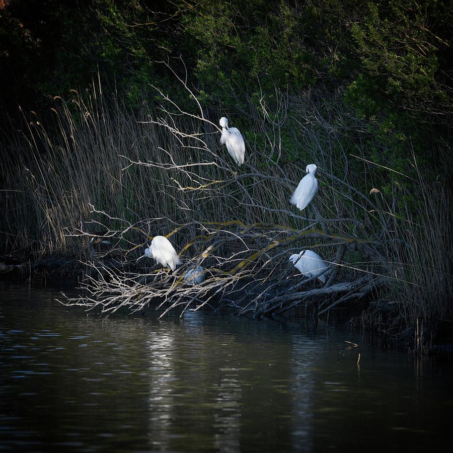 The egret tree, Camargue Photograph by Jean Gill