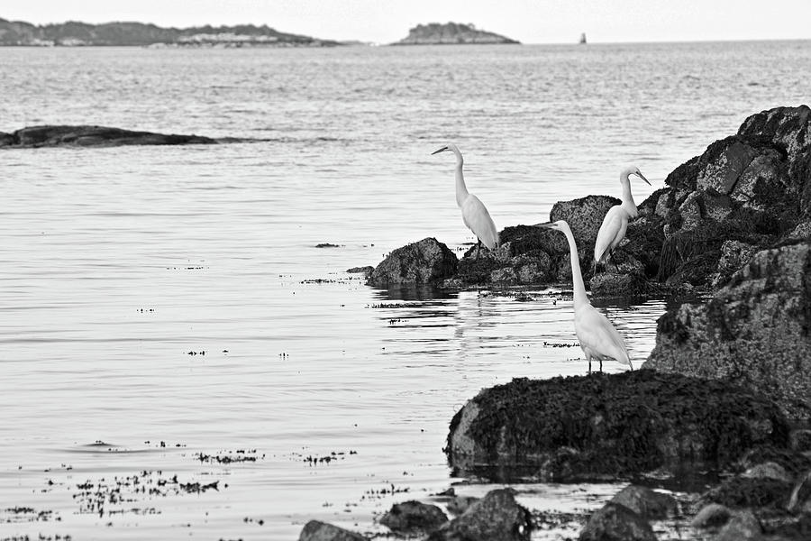 The Egrets of Winter Island Black and White Photograph by Toby McGuire