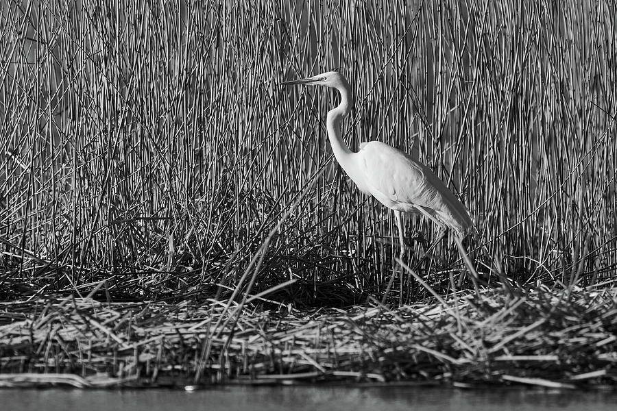 The Egyptian pose. Great egret in bw Photograph by Jouko Lehto - Fine ...