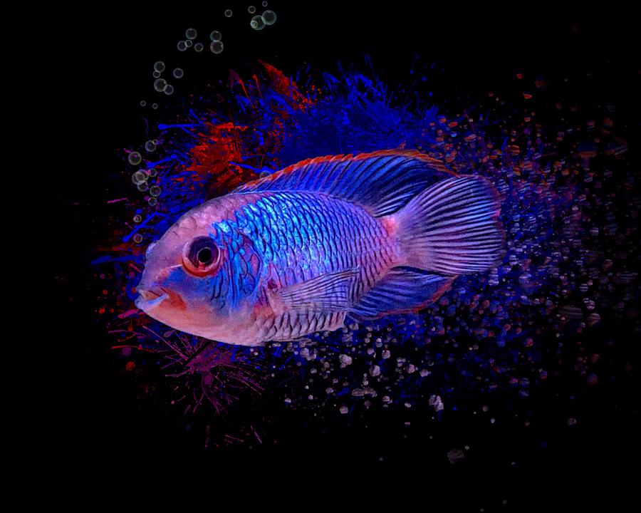 Fish Digital Art - The Electric Blue Acara Cichlid by Scott Wallace Digital Designs