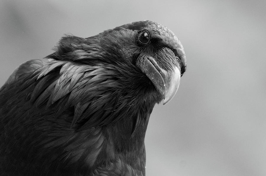The Elegance of a Raven Photograph by Rae Ann  M Garrett