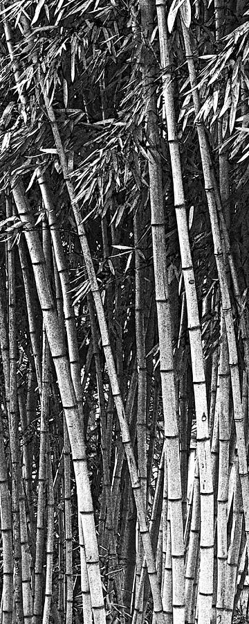 The Elegance of Bamboo Photograph by Iina Van Lawick