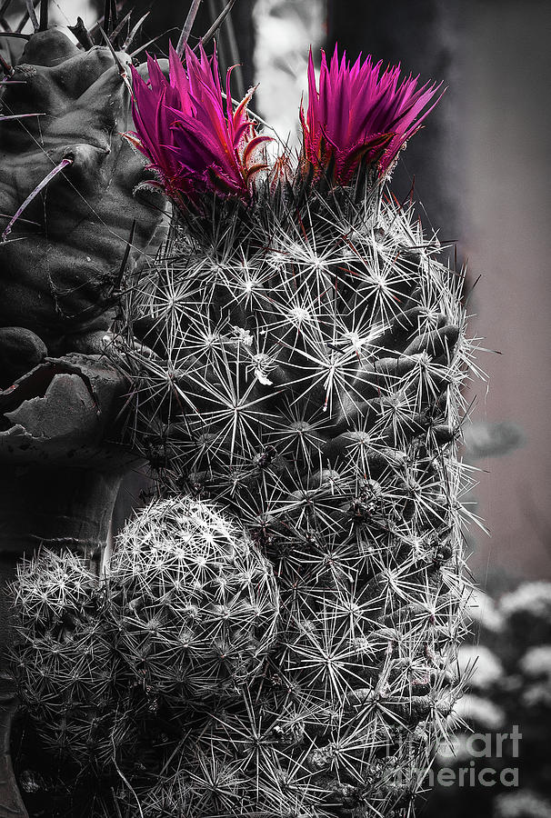 The Elegant Cactus  Photograph by Elijah Rael