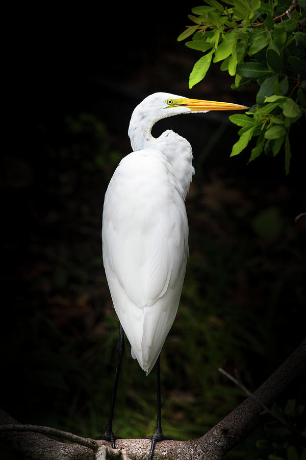 The Elegant Egret Photograph by Mark Andrew Thomas