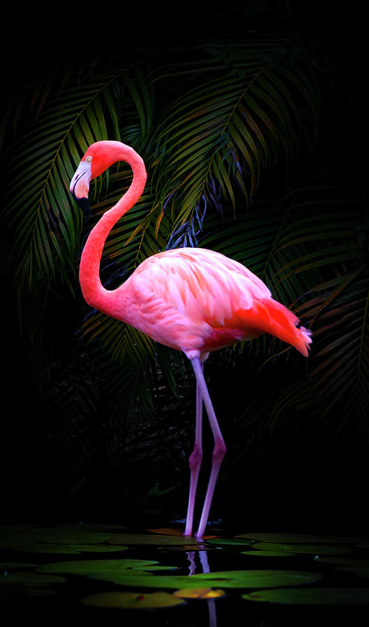The Elegant Flamingo Photograph by Mark Andrew Thomas