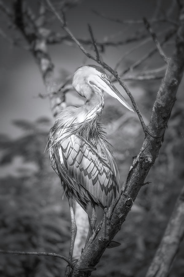 The Elegant Great Blue Heron  Photograph by Mark Andrew Thomas