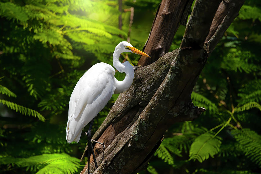The Elegant Great White Egret Photograph