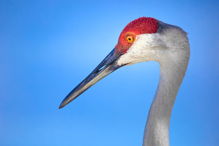 The Elegant Sandhill Crane Photograph by Mark Andrew Thomas
