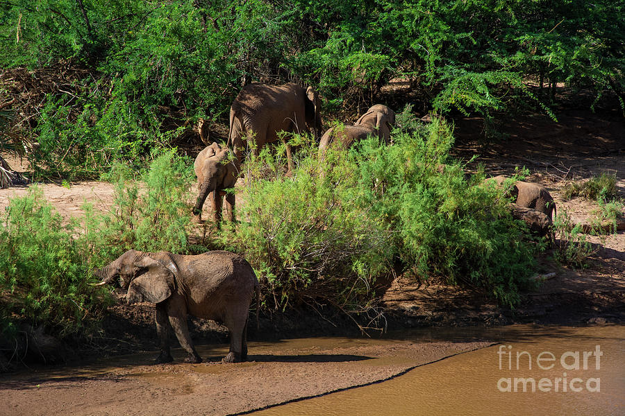 The Elephant Bush Photograph by Morris Keyonzo