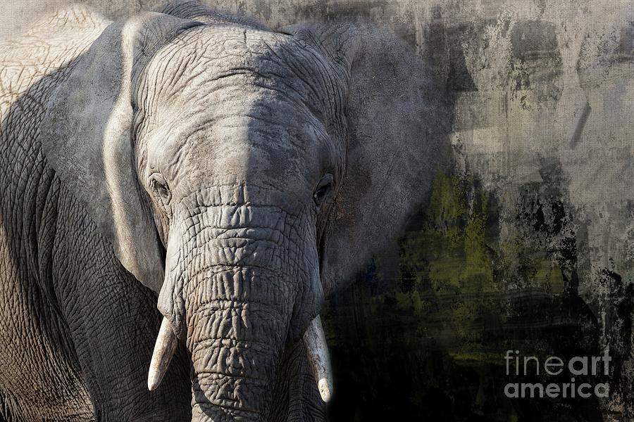 The Elephant Photograph by Eva Lechner