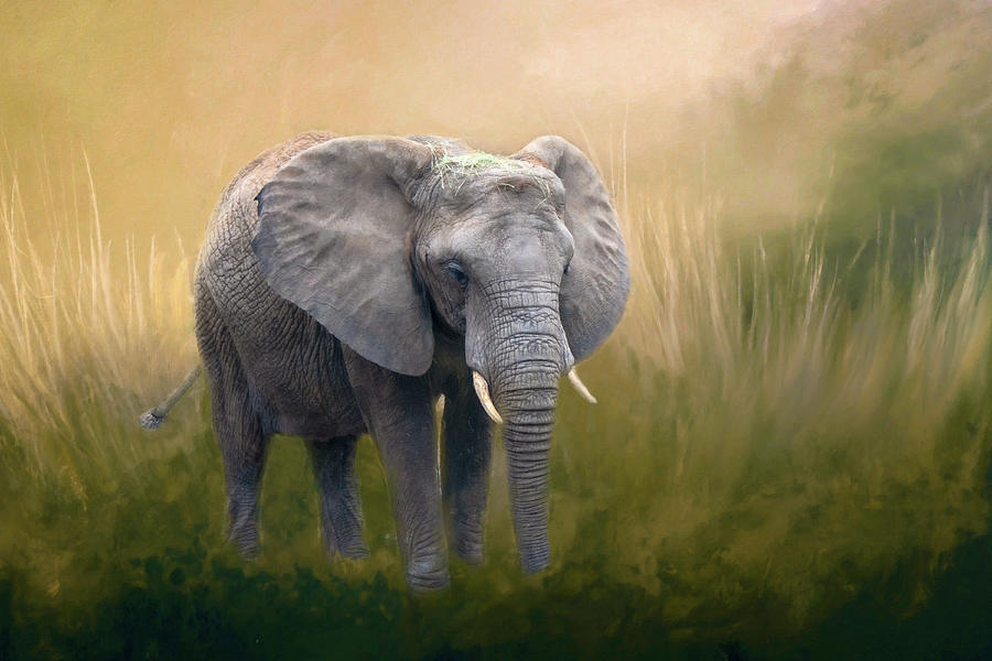 The Elephant  Photograph by Harriet Feagin