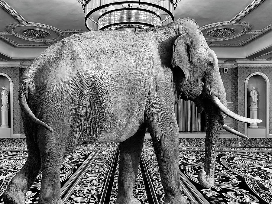 The Elephant In The Room Photograph by Dominic Piperata