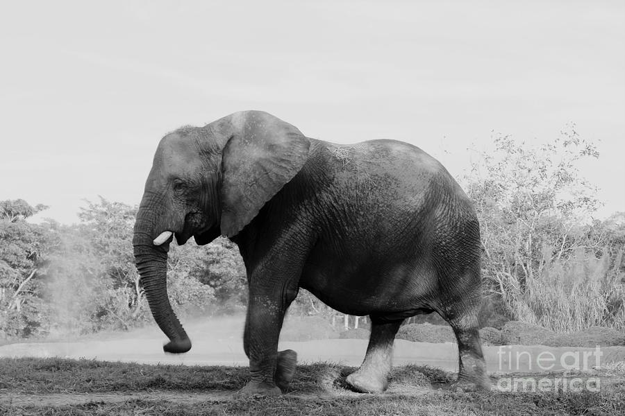 The Elephant Photograph by Mesa Teresita