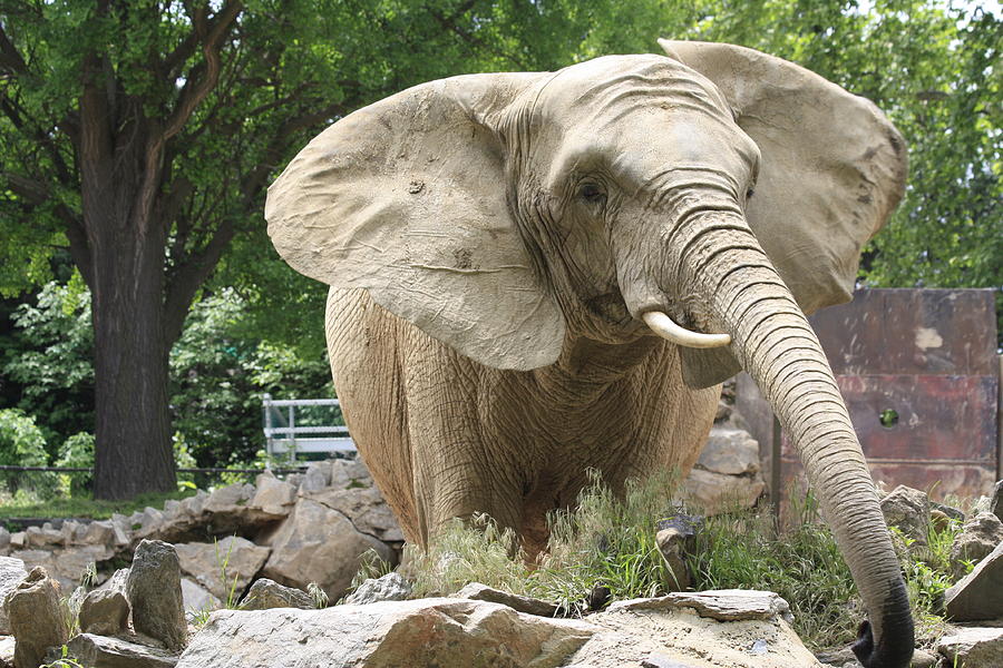The Elephants Big Floppy Ears Photograph by Ann Murphy