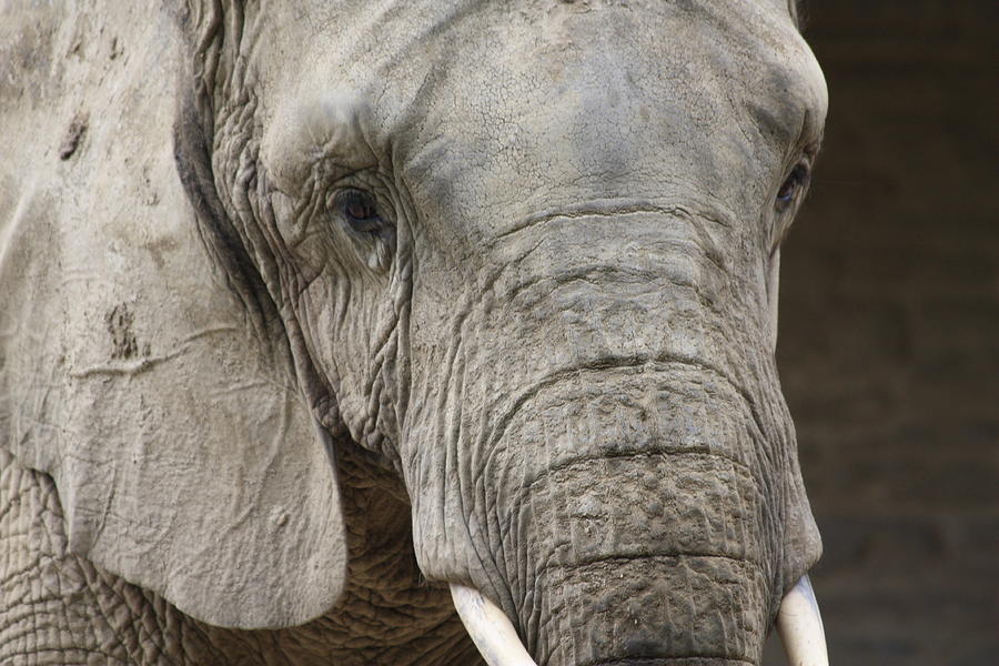 The Elephants Face  Photograph by Ann Murphy