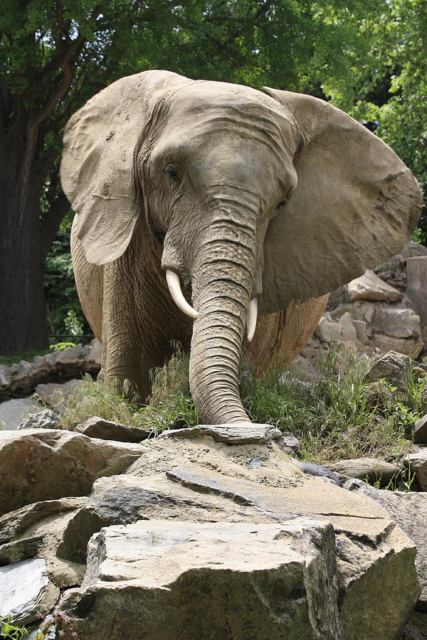 The Elephants Long Trunk Photograph by Ann Murphy