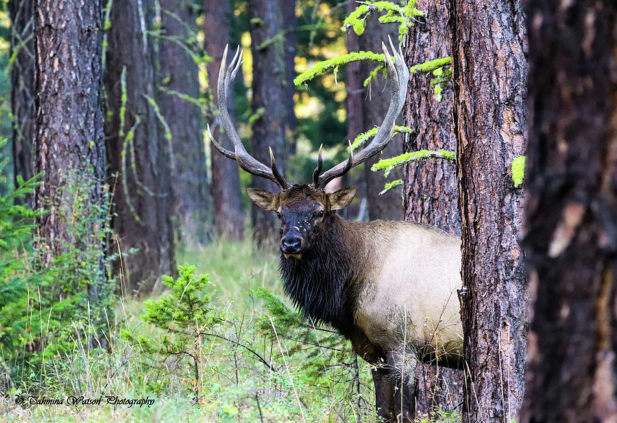 The Elk and His Antlers Photograph by Tahmina Watson
