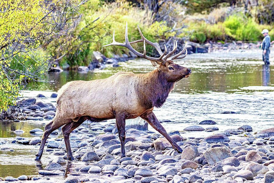 The Elk and the Fisherman Photograph by Wesley Gilson - Pixels