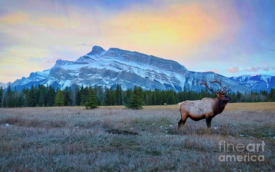 The Elk And The Mountain Photograph by Thomas Nay
