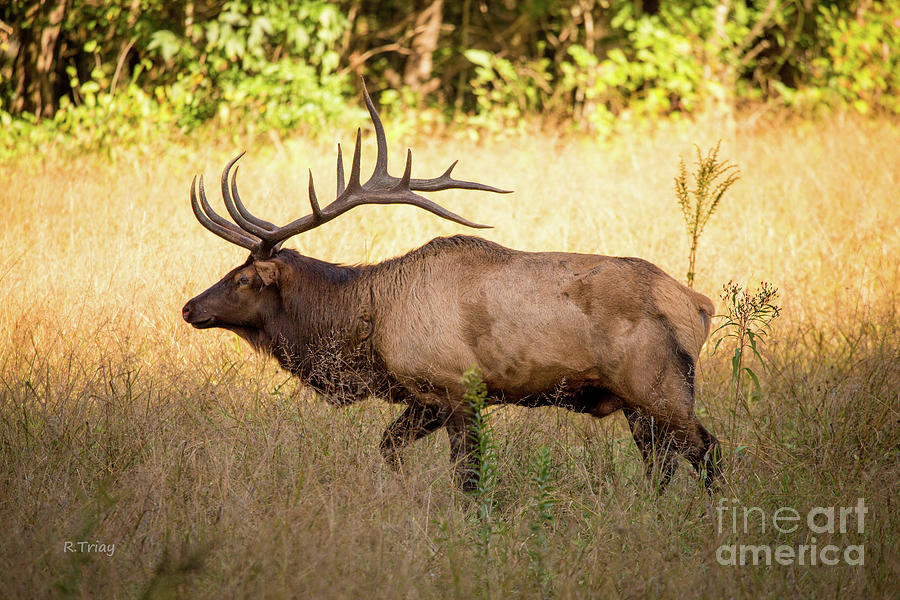 The Elk in the Meadows of the Smoky Photograph by Rene Triay FineArt Photos