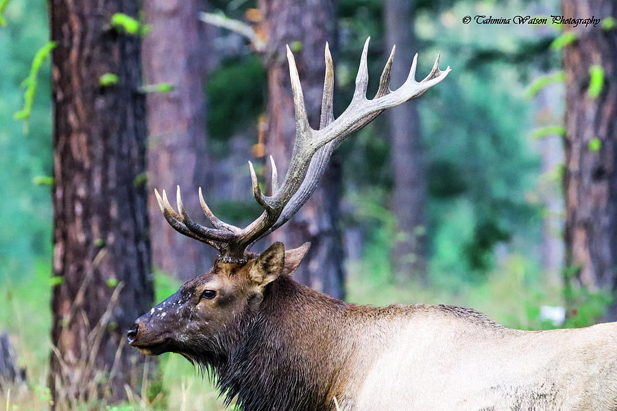 The Elk  Photograph by Tahmina Watson
