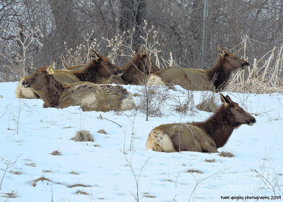 The Elks Winter Nap Photograph by Tami Quigley
