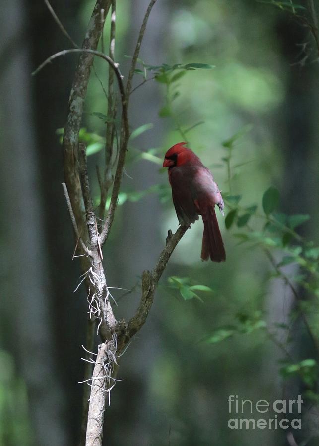 The Elusive Cardinal Photograph by Carol Groenen